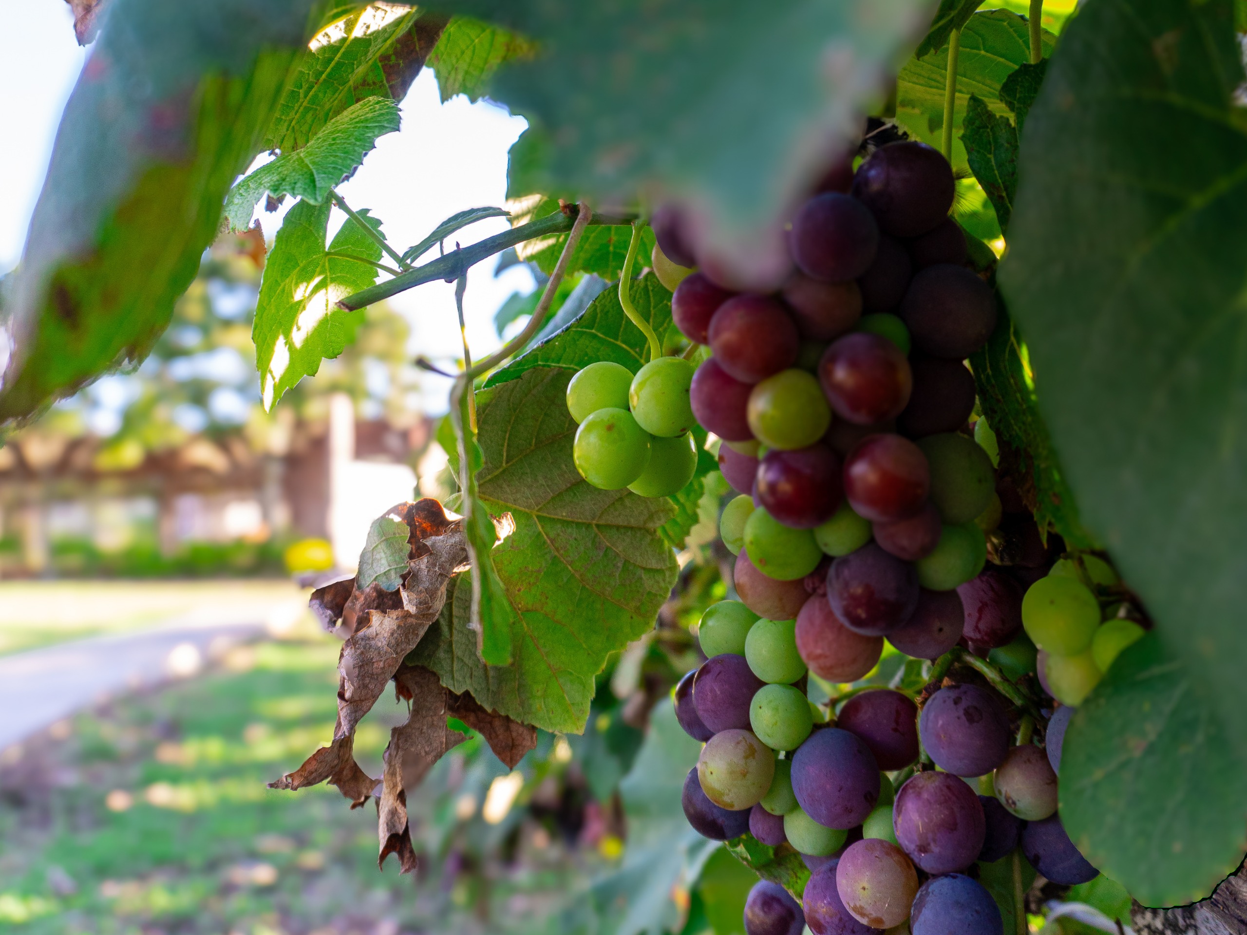 Finca Termópilas - Imagen 23