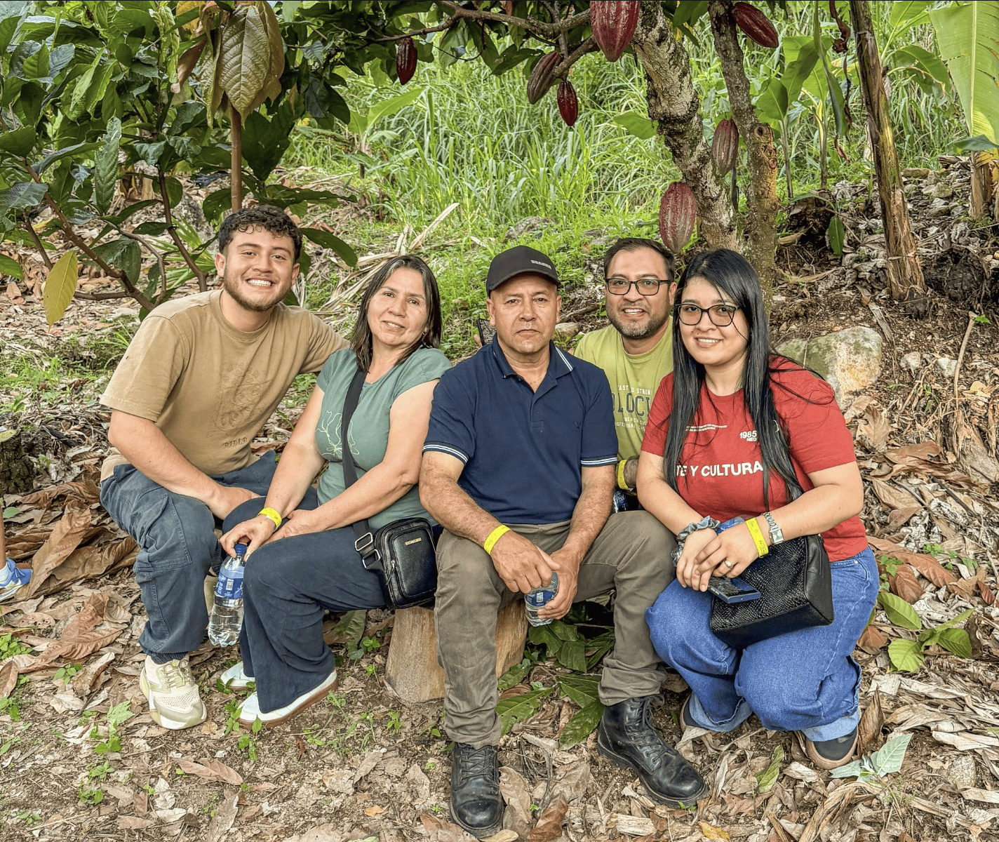 Árboles de cacao en Finca Termópilas